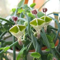 Ceropegia Seeds for Planting: Collectible Seed Packets