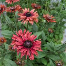Rudbeckia Sahara Flower Seeds for Vibrant Garden Blooms