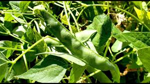 Brown Tepary Bean Planting Seeds for Vegetables