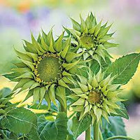 Sea Green Sunflower Perennial Flower Seeds for Planting Colorful Display Heirloom & GMO Free Seeds for Home Garden
 
 Sale