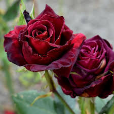 Red Baccara Rose Seeds for Planting - Velvet Red Blooms, Premium Quality Garden Seeds