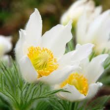 White Pasque Flower for Planting  Seeds for Elegant White Blossoms and Lush Garden Growth