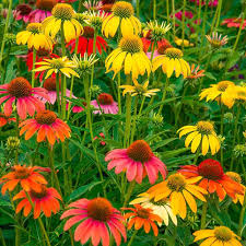ConeFlower seeds for Planting Wildflower Mix Heirloom & GMO Free Seeds for Home Garden