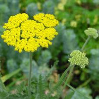Achillea Seeds for Planting: Grow Colorful Blooms in Your Garden