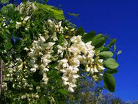 Robinia Flower seeds for Planting - Bright Blooms, Heirloom & GMO Free Seeds for Home Garden