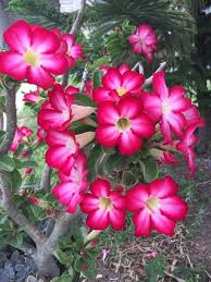 White Pink Adenium Flower Seeds for Planting Wildflower Mix Heirloom & GMO Free Seeds for Home Garden
 
 Sale
