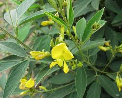 Yellow Cajanus Cajan Flower seeds for Planting - Low Maintenance, Heirloom & GMO Free Seeds for Home Garden
 
 Sale