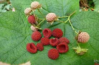 Thimbleberry Rubus Seeds for Easy Planting