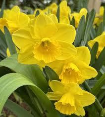 Thick Yellow Narcissus Flower seeds for Planting - Cottage Garden Essential, Heirloom & GMO Free Seeds for Home Garden