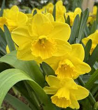 Thick Yellow Narcissus Flower seeds for Planting - Cottage Garden Essential, Heirloom & GMO Free Seeds for Home Garden