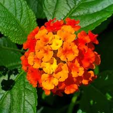 Orange Lantana Flower Seeds for Planting Colorful Display Heirloom & GMO Free Seeds for Home Garden
 
 Sale