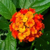Orange Lantana Flower Seeds for Planting Colorful Display Heirloom & GMO Free Seeds for Home Garden
 
 Sale