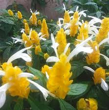 Yellow Pachystachys Lutea Flower seeds for Planting - Sun Loving, Heirloom & GMO Free Seeds for Home Garden