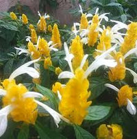 Yellow Pachystachys Lutea Flower seeds for Planting - Sun Loving, Heirloom & GMO Free Seeds for Home Garden