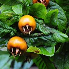 Brown Medlar Fruit Seeds for Planting Guide