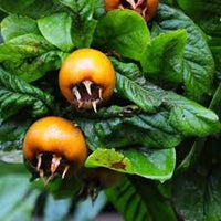 Brown Medlar Fruit Seeds for Planting Guide