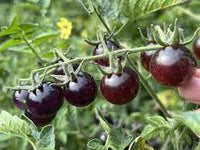 Tomato Vegetable Seeds For Planting Dark Purple