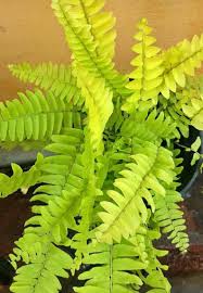 Yellow Green Fern for Planting Sun Loving Heirloom & GMO Free Seeds for Home Garden
 
 Sale