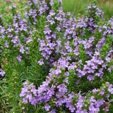 Purple Savory Satureja Flower seeds for Planting - Drought Tolerant, Heirloom & GMO Free Seeds for Home Garden