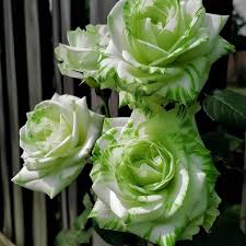 Yellow Green Rose Flower Seeds for Planting Heirloom NonGMO Easy to Grow Garden Blooms 
 
 Sale