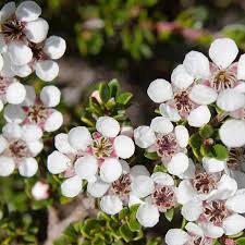 Leptospermum Flower seeds for Planting Long Bloom Season Heirloom & GMO Free Seeds for Home Garden