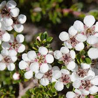 Leptospermum Flower seeds for Planting Long Bloom Season Heirloom & GMO Free Seeds for Home Garden