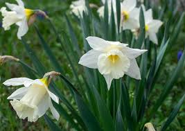 Green White Narcissus Flower Seeds for Planting Premium Quality Heirloom & GMO Free Seeds for Home Garden
 
 Sale