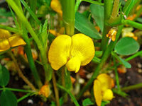 Peanut Flower seeds for Planting - Fragrant Blossoms, Heirloom & GMO Free Seeds for Home Garden