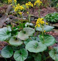 Farfugium Japonicum Flower seeds for Planting - Garden Favorite, Heirloom & GMO Free Seeds for Home Garden
