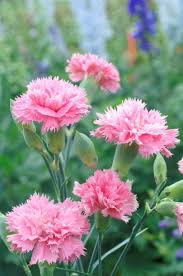 Pink Carnation Dianthus Caryophyllus Seeds for Planting Premium Quality Heirloom & GMO Free Seeds for Home Garden
 
 Sale