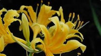 Yellow Higanbana Flower Seeds for Planting Bright Blooms Heirloom & GMO Free Seeds for Home Garden
 
 Sale