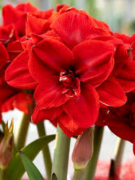 Red Double Narcissus Flower Seeds for Planting Wildflower Mix Heirloom & GMO Free Seeds for Home Garden
 
 Sale