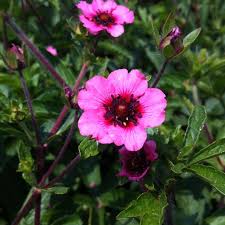 Pink Potentilla Nepalensis Flower seeds for Planting - Cut Flower Favorite, Heirloom & GMO Free Seeds for Home Garden