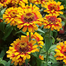 Yellow Red Zinnia Flower seeds for Planting - Cut Flower Favorite, Heirloom & GMO Free Seeds for Home Garden