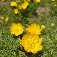 Yellow Adonis Flower seeds for Planting - Cottage Garden Essential, Heirloom & GMO Free Seeds for Home Garden