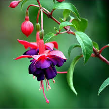 Purple Yellow Fuchsia Flower Seeds for Planting Easy to Grow Heirloom & GMO Free Seeds for Home Garden
 
 Sale