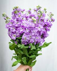 Violet Matthiola Flower seeds for Planting - Sun Loving, Heirloom & GMO Free Seeds for Home Garden