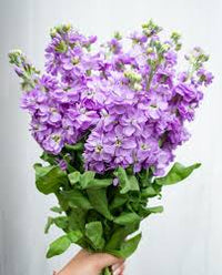 Violet Matthiola Flower seeds for Planting - Sun Loving, Heirloom & GMO Free Seeds for Home Garden