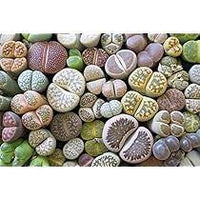 Living Stone Sempervivum Flower Seeds for Planting, Heirloom Non-GMO, High Germination