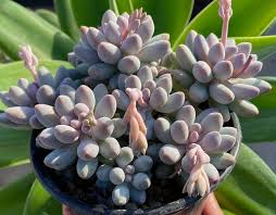 Pachyphytum Flower seeds for Planting Perfect for Borders Heirloom & GMO Free Seeds for Home Garden