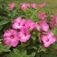 Heirloom Hibiscus Moscheutos Flower seeds for Planting Low Maintenance Heirloom & GMO Free Seeds for Home Garden