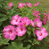 Heirloom Hibiscus Moscheutos Flower seeds for Planting Low Maintenance Heirloom & GMO Free Seeds for Home Garden