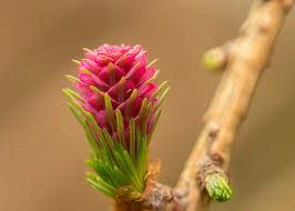 Orange Larch for Planting - Premium Quality, Heirloom & GMO Free Seeds for Home Garden