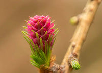 Orange Larch for Planting - Premium Quality, Heirloom & GMO Free Seeds for Home Garden