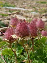 Heirloom Geum Reptans Flower seeds for Planting Colorful Display Heirloom & GMO Free Seeds for Home Garden