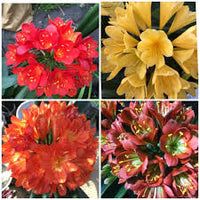 Lily Mix Clivia Flower Seeds for Planting - Colorful and Hardy Blooms