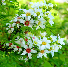 Yellowhorn Xanthoceras Sorbifolium Seeds for Planting - Sun Loving, Heirloom & GMO Free Seeds for Home Garden