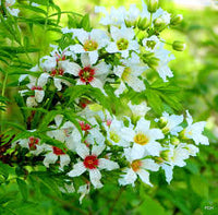Yellowhorn Xanthoceras Sorbifolium Seeds for Planting - Sun Loving, Heirloom & GMO Free Seeds for Home Garden