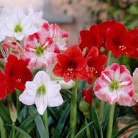 Hippeastrum Flower seeds for Planting - Wildflower Mix, Heirloom & GMO Free Seeds for Home Garden