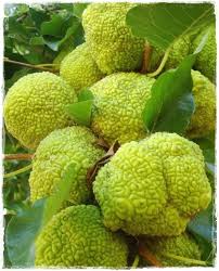 Osage Fruit Seeds for Planting  Hardy & Drought-Resistant Tree Seeds